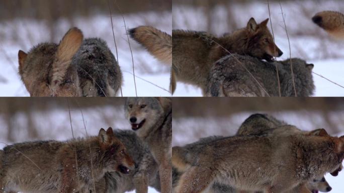 森林里的狼实拍危险狼走路