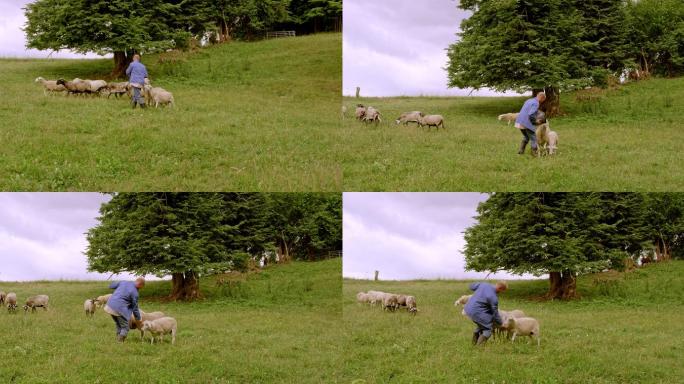 一位男性农场主把羊带进牧场