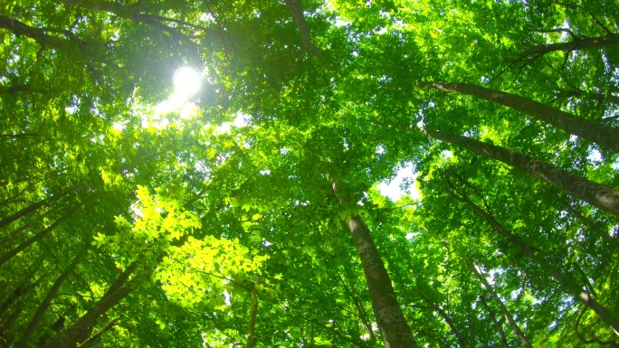 绿色毛榉林风景树林仰望透光