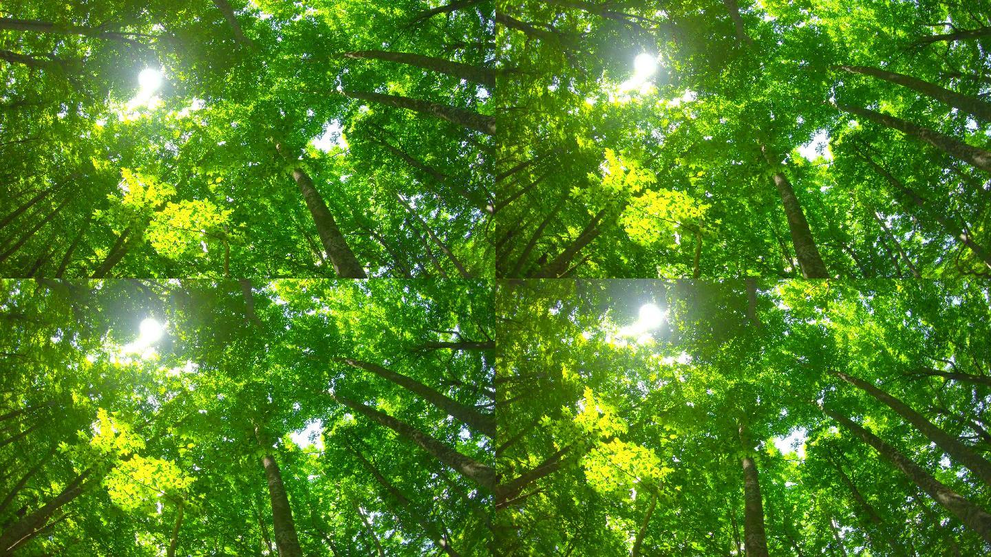 绿色毛榉林风景树林仰望透光