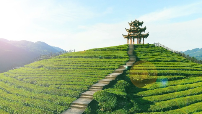 绿茶种植园乡间青山有机生态唯美茶山