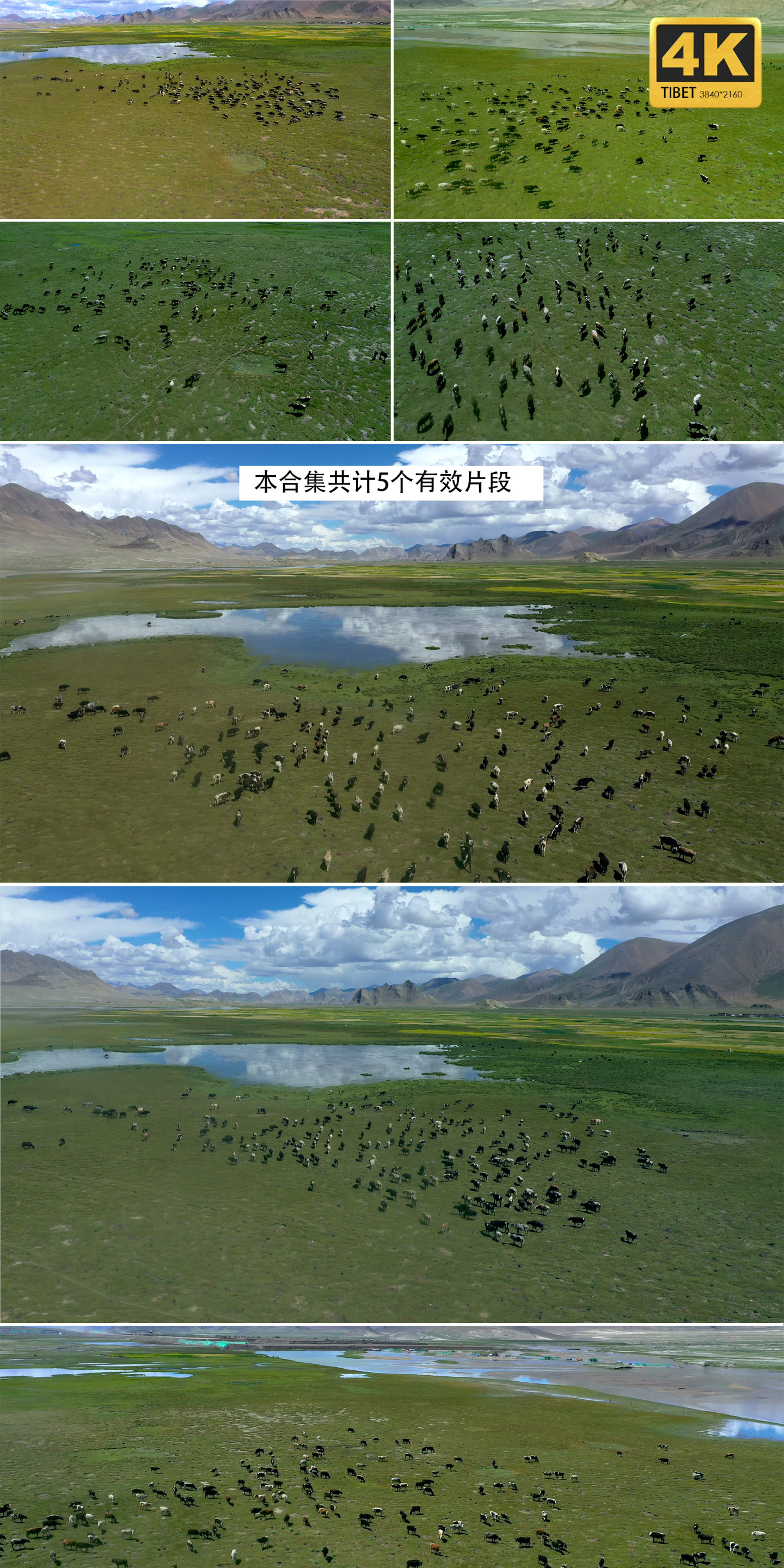 【合集】牛群 牦牛群 西藏牦牛 草原牛