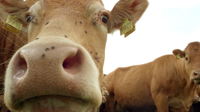 斯洛莫母牛画像牛肉牧场肉食牛