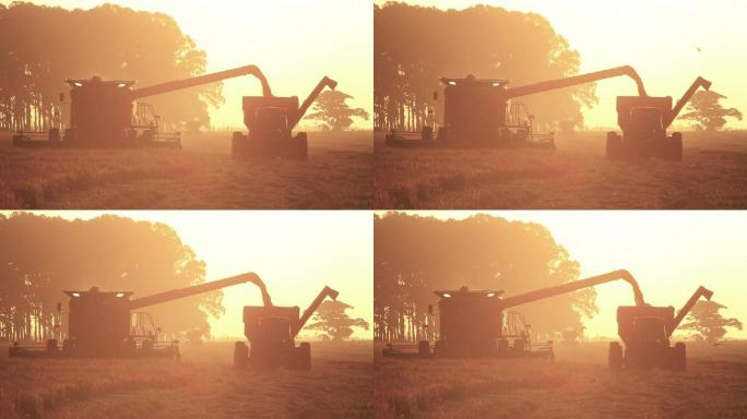 现代联合收割机在日落时收割水稻。