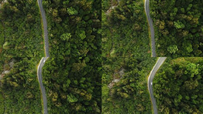 穿越森林的道路小路树林绿色