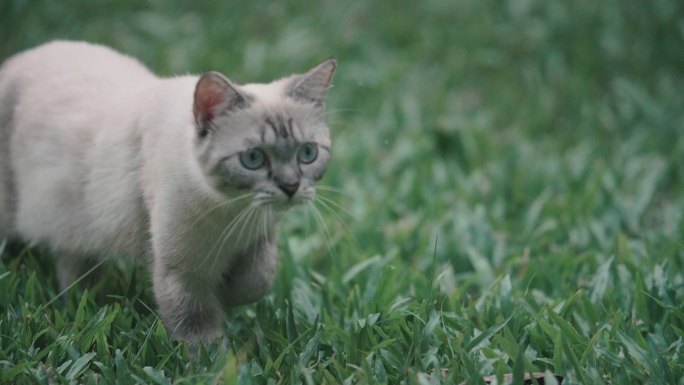 猫环顾四周，走开了