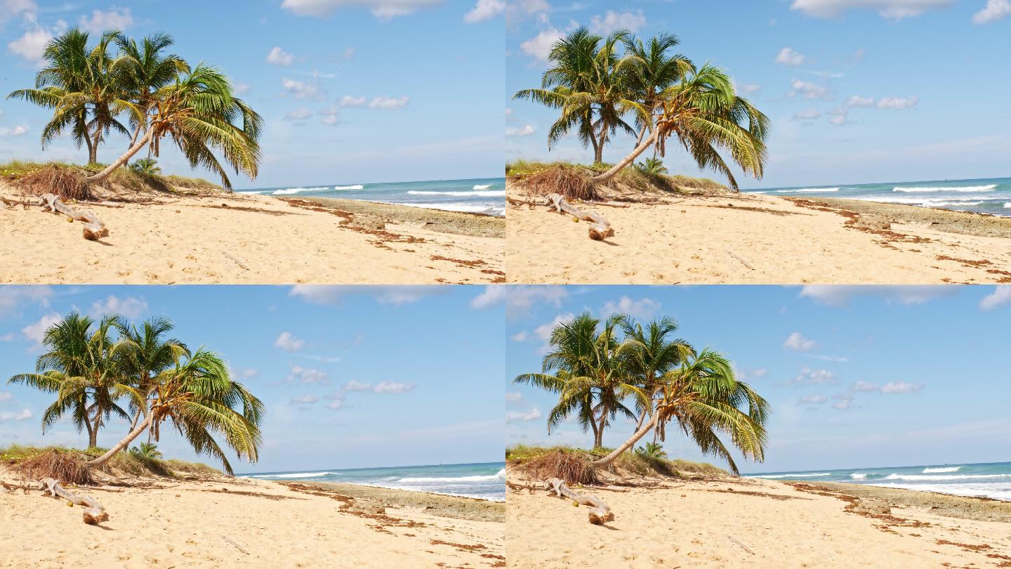 热带假日海滩椰子树荒岛海岛旅游胜地