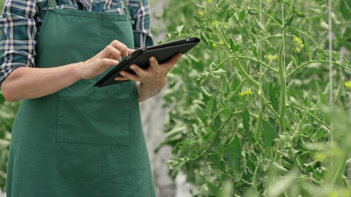 员工将温室番茄生长数据输入平板电脑