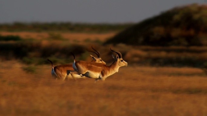 两只瞪羚在草原上奔跑