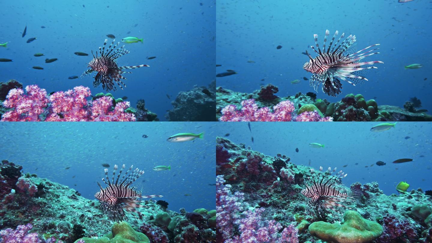 红色狮子鱼水族箱海洋食物链海洋生物群落深