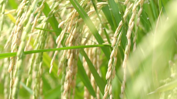 稻谷中的稻穗。饱满的稻子稻子水稻