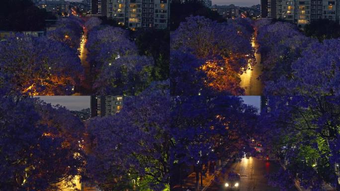 教场中路蓝花楹夜景