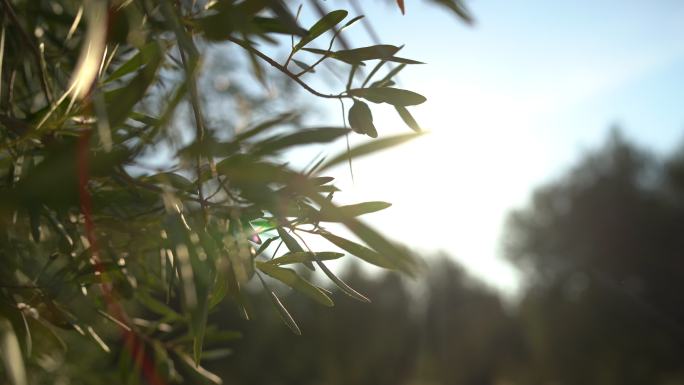 一个男孩手摘橄榄的特写镜头