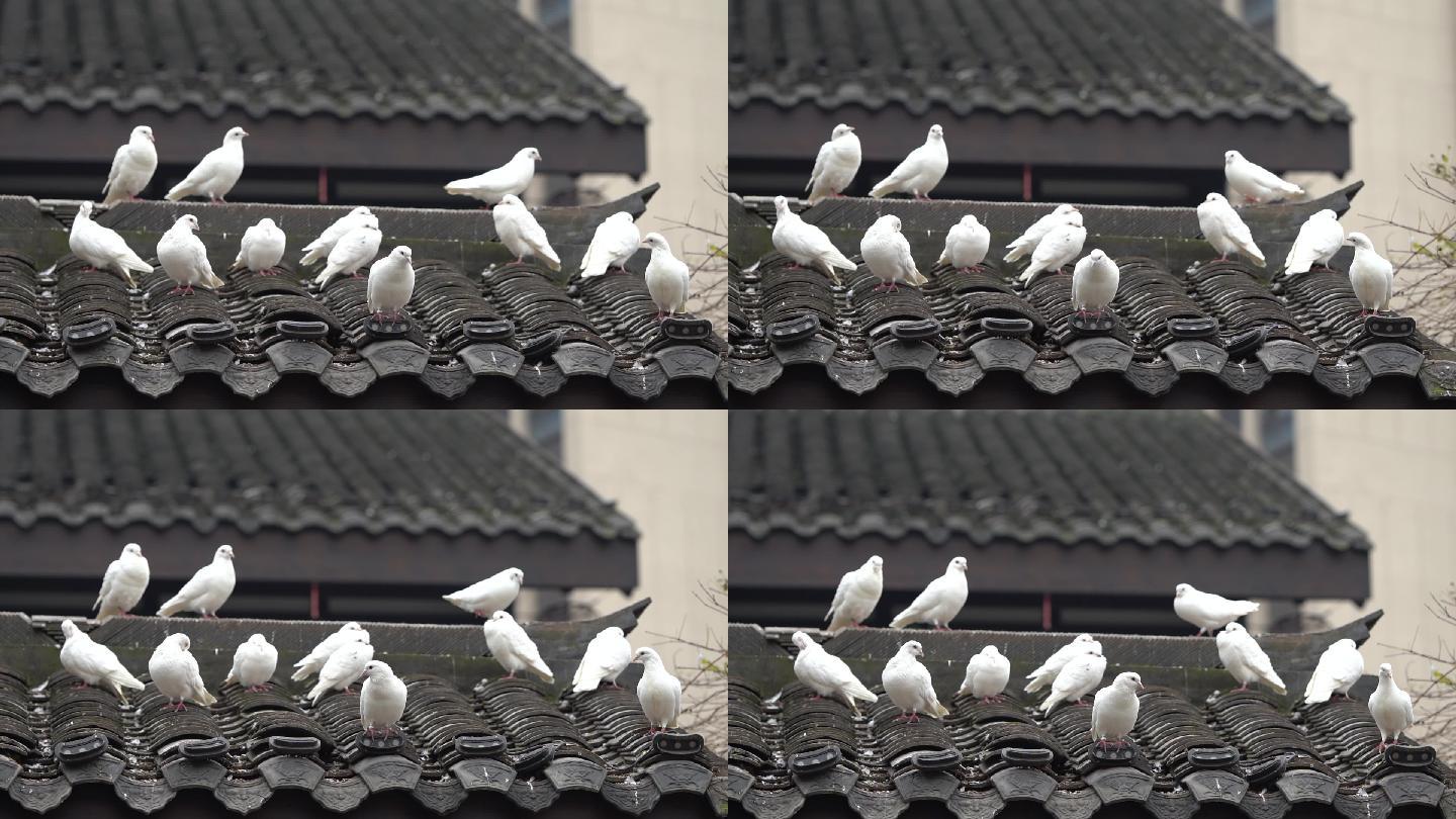 屋顶上的鸽子群