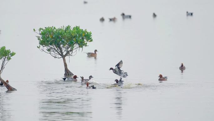 4K生态素材： 赤颈鸭在深圳红树林欢腾