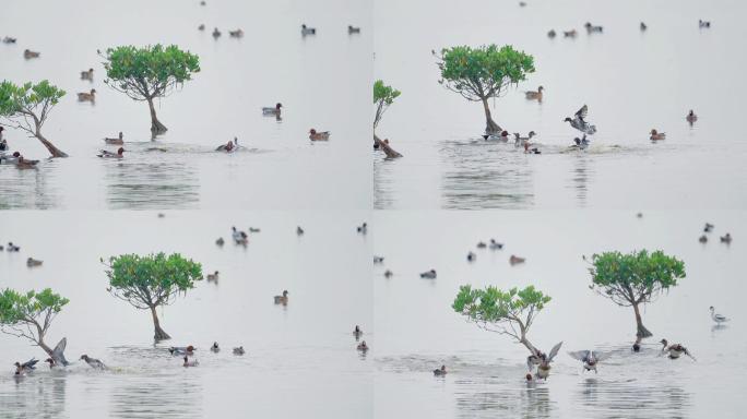 4K生态素材： 赤颈鸭在深圳红树林欢腾