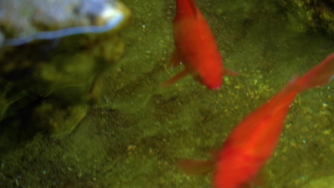 水池里养的金鱼-惬意的生活