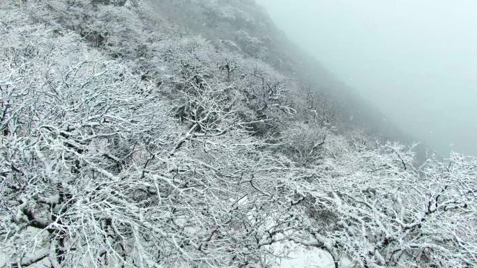 4K 银装素裹的雷公山森林雪景5