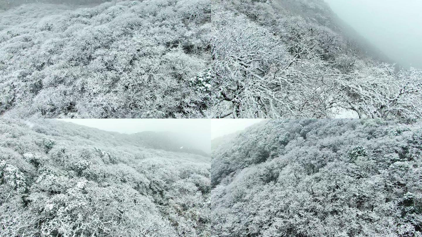 4K 银装素裹的雷公山森林雪景5