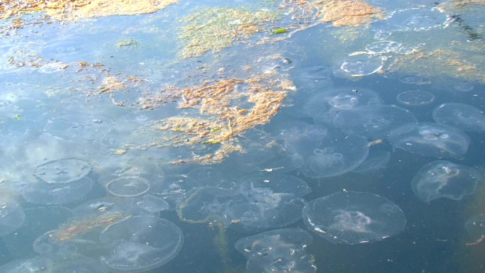 海中有粪便的水母