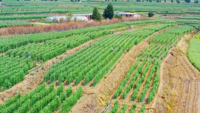 荷兰豆种植基地