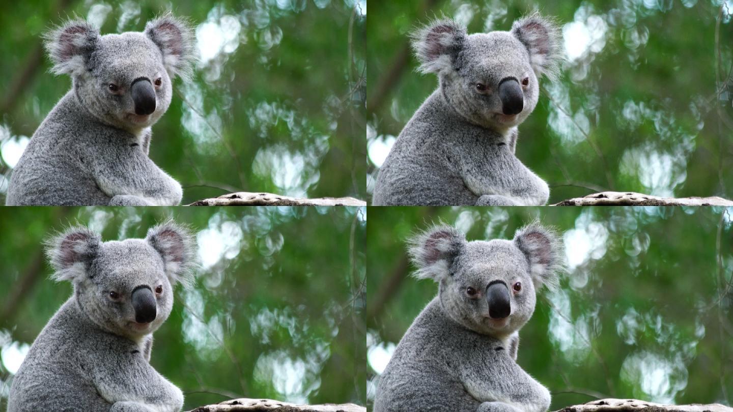 澳大利亚可爱的考拉熊