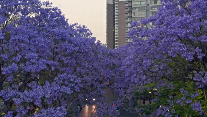 教场中路蓝花楹夜景