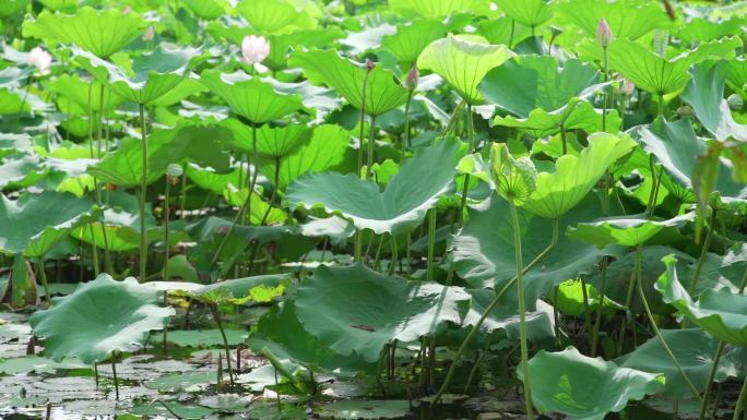 深圳罗湖洪湖公园荷花池