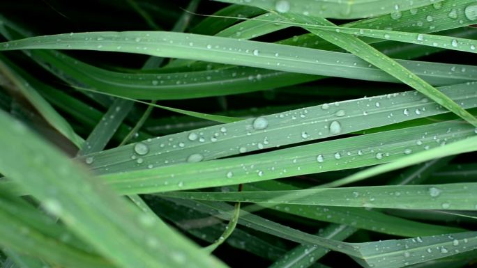 草上的水滴大自然空镜露珠水珠