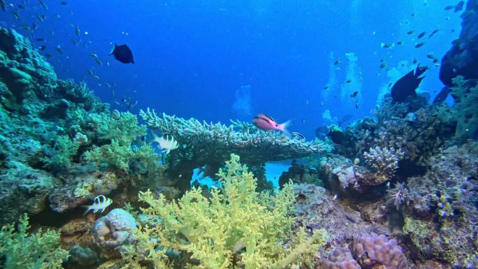 多彩的海底海洋世界珊瑚礁游鱼