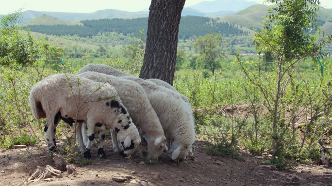 山羊羊群吃草白山羊