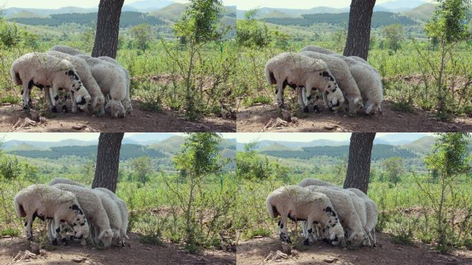 山羊羊群吃草白山羊