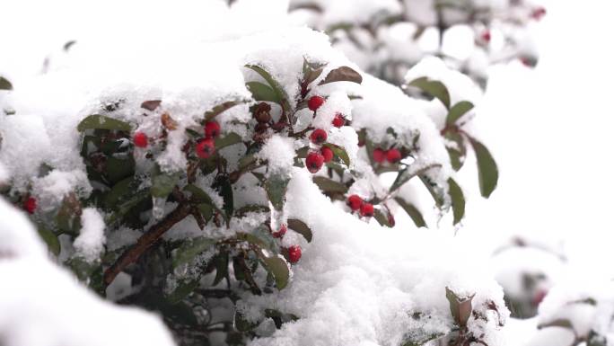 4K 14段白雪铺满树枝视频素材