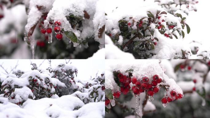 4K 14段白雪铺满树枝视频素材