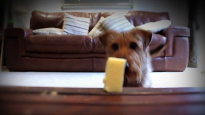 狗吃奶酪