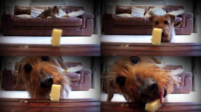 狗吃奶酪