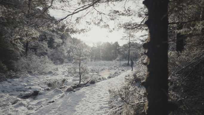 在一个下雪的冬日，一位妇女在森林里徒步旅行