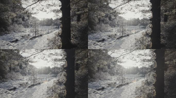 在一个下雪的冬日，一位妇女在森林里徒步旅行