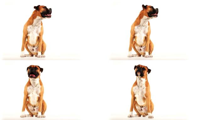 白色背景上的狗宠物狗特写拍摄宠物宣传广告