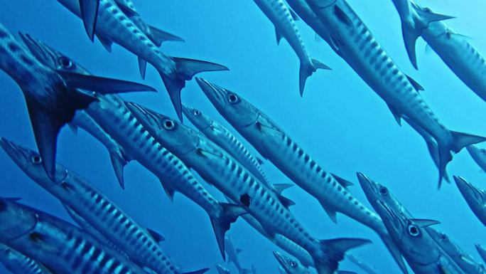 梭鱼鱼群海底世界海洋生物三亚潜水深海热带