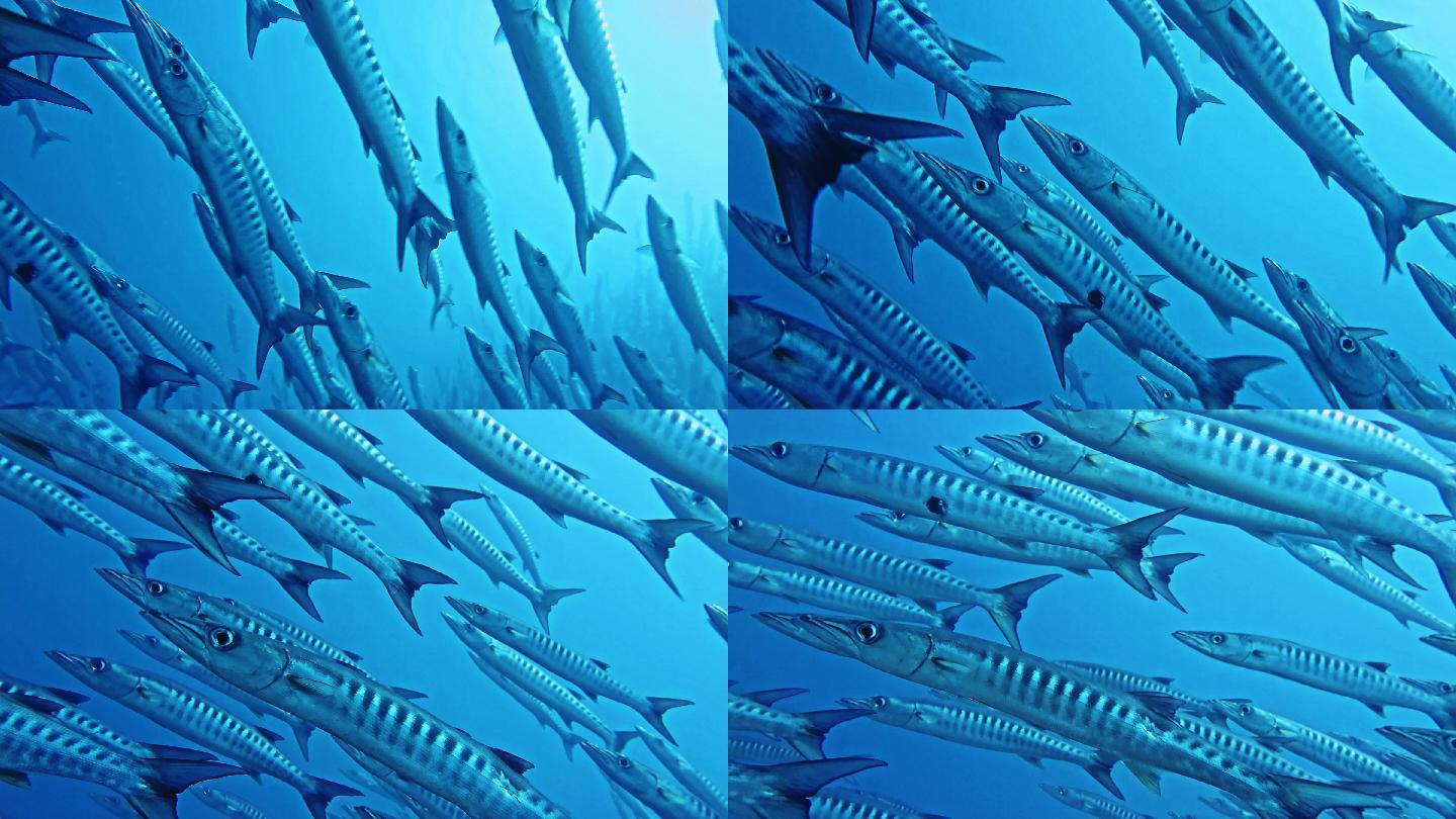 梭鱼鱼群海底世界海洋生物三亚潜水深海热带