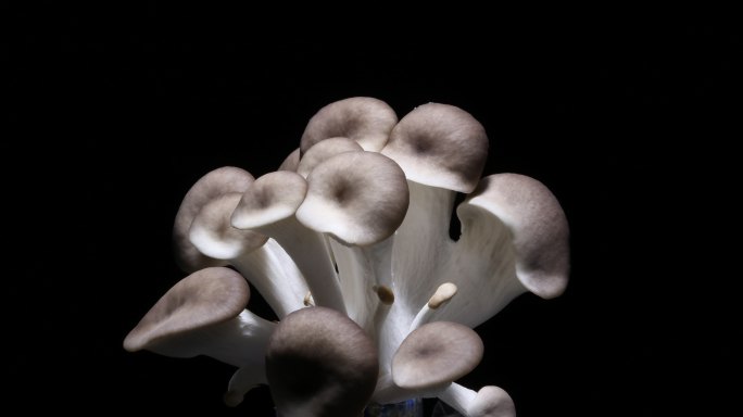 蘑菇生长