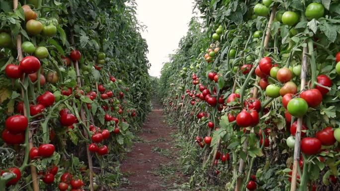 在温室或西红柿地里生长的有机西红柿