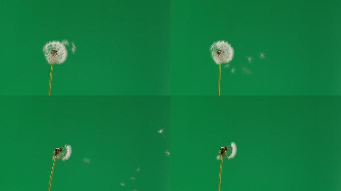 绿色屏幕上蒲公英花种子被风吹走