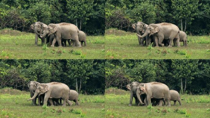 亚洲象群食草动物动物头缓慢