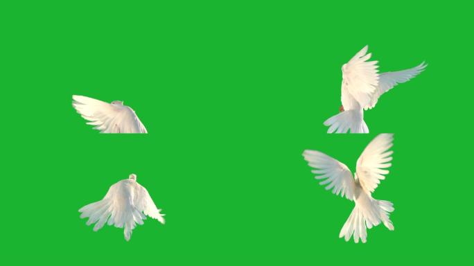 绿屏上飞舞的白鸽和平鸽