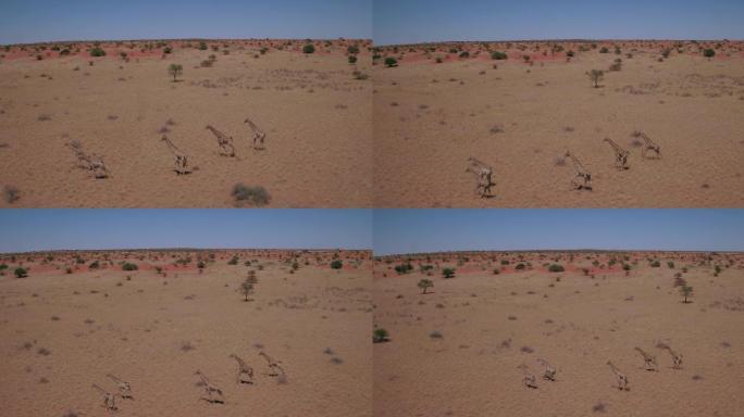 一群长颈鹿在卡拉哈里沙漠奔跑