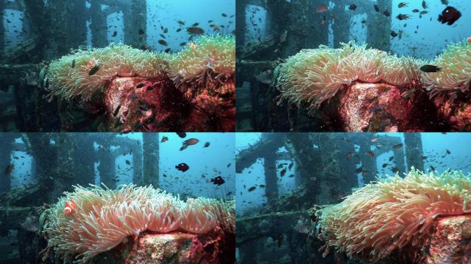 海葵中的小丑鱼大海游鱼海鱼遨游海藻礁石