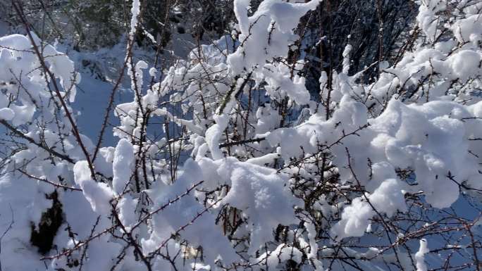 20211219阳光下灌木丛上的积雪