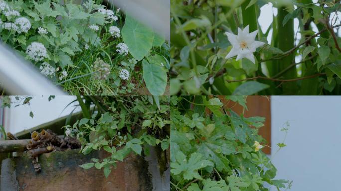 农家植物花卉石墙